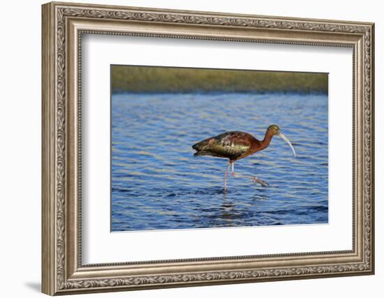 USA, California, Los Angeles. Glossy ibis in breeding plumage.-Jaynes Gallery-Framed Photographic Print