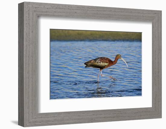 USA, California, Los Angeles. Glossy ibis in breeding plumage.-Jaynes Gallery-Framed Photographic Print