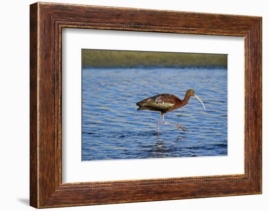 USA, California, Los Angeles. Glossy ibis in breeding plumage.-Jaynes Gallery-Framed Photographic Print