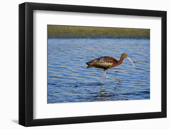 USA, California, Los Angeles. Glossy ibis in breeding plumage.-Jaynes Gallery-Framed Photographic Print