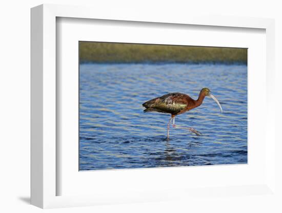 USA, California, Los Angeles. Glossy ibis in breeding plumage.-Jaynes Gallery-Framed Photographic Print