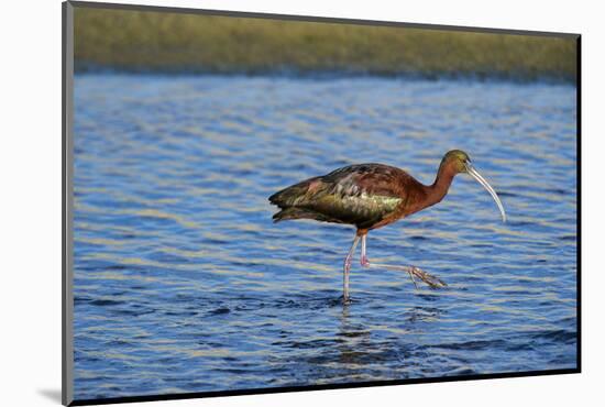 USA, California, Los Angeles. Glossy ibis in breeding plumage.-Jaynes Gallery-Mounted Photographic Print