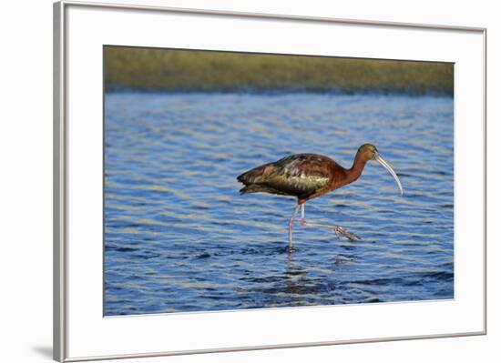 USA, California, Los Angeles. Glossy ibis in breeding plumage.-Jaynes Gallery-Framed Premium Photographic Print