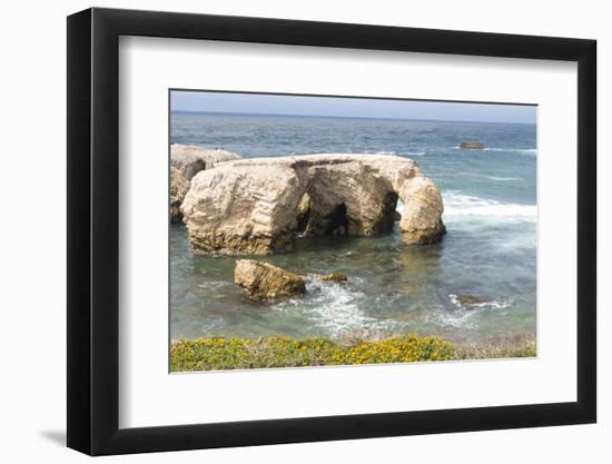 USA, California, Los Osos. Point Buchon Trail, Montana De Oro Wildflowers and Sea Stacks-Trish Drury-Framed Photographic Print