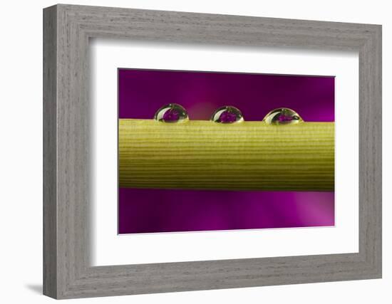USA, California, Los Osos. Water droplets on stem.-Jaynes Gallery-Framed Photographic Print
