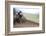 USA, California, Mammoth Lakes. Blur of motocross racer.-Jaynes Gallery-Framed Photographic Print