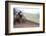 USA, California, Mammoth Lakes. Blur of motocross racer.-Jaynes Gallery-Framed Photographic Print