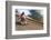 USA, California, Mammoth Lakes. Blur of motocross racer.-Jaynes Gallery-Framed Photographic Print