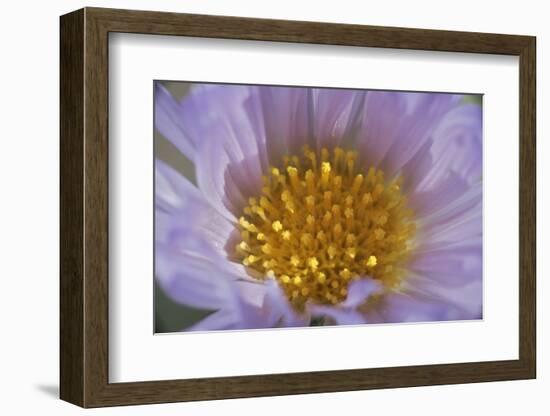 USA, California, Mojave Desert. Aster flower bud close-up.-Jaynes Gallery-Framed Photographic Print