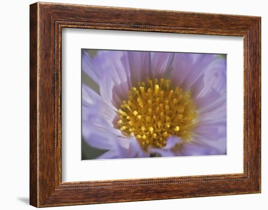 USA, California, Mojave Desert. Aster flower bud close-up.-Jaynes Gallery-Framed Photographic Print