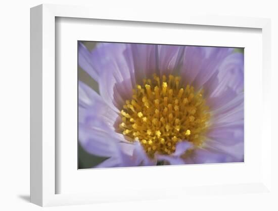 USA, California, Mojave Desert. Aster flower bud close-up.-Jaynes Gallery-Framed Photographic Print