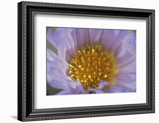 USA, California, Mojave Desert. Aster flower bud close-up.-Jaynes Gallery-Framed Photographic Print