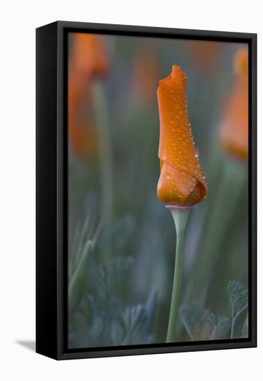 USA, California, Mojave Desert. Rain drops cover California poppy bloom.-Jaynes Gallery-Framed Premier Image Canvas