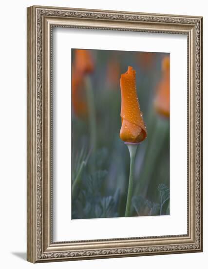 USA, California, Mojave Desert. Rain drops cover California poppy bloom.-Jaynes Gallery-Framed Photographic Print