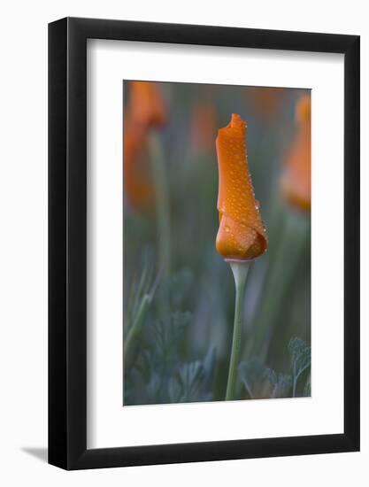 USA, California, Mojave Desert. Rain drops cover California poppy bloom.-Jaynes Gallery-Framed Photographic Print