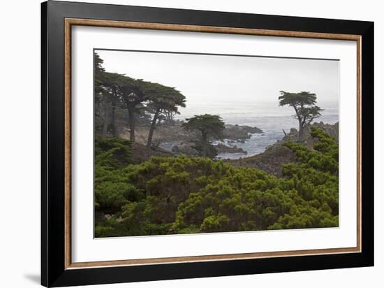 USA, California, Monterey. Monterey Cypress Trees Along 17-Mile Drive-Kymri Wilt-Framed Photographic Print