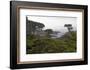 USA, California, Monterey. Monterey Cypress Trees Along 17-Mile Drive-Kymri Wilt-Framed Photographic Print