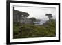 USA, California, Monterey. Monterey Cypress Trees Along 17-Mile Drive-Kymri Wilt-Framed Photographic Print