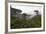 USA, California, Monterey. Monterey Cypress Trees Along 17-Mile Drive-Kymri Wilt-Framed Photographic Print