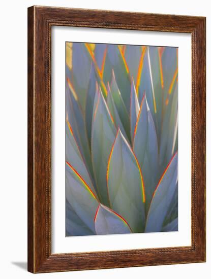 USA, California, Morro Bay. Backlit agave leaves.-Jaynes Gallery-Framed Photographic Print