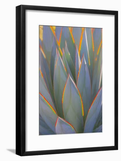 USA, California, Morro Bay. Backlit agave leaves.-Jaynes Gallery-Framed Photographic Print