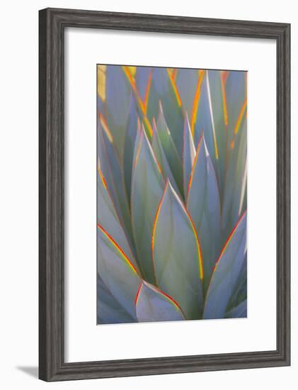 USA, California, Morro Bay. Backlit agave leaves.-Jaynes Gallery-Framed Photographic Print