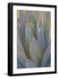 USA, California, Morro Bay. Backlit agave leaves.-Jaynes Gallery-Framed Photographic Print
