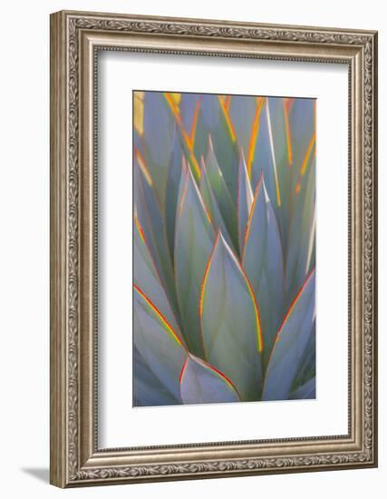 USA, California, Morro Bay. Backlit agave leaves.-Jaynes Gallery-Framed Photographic Print