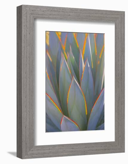 USA, California, Morro Bay. Backlit agave leaves.-Jaynes Gallery-Framed Photographic Print