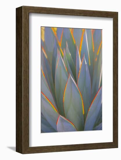 USA, California, Morro Bay. Backlit agave leaves.-Jaynes Gallery-Framed Photographic Print