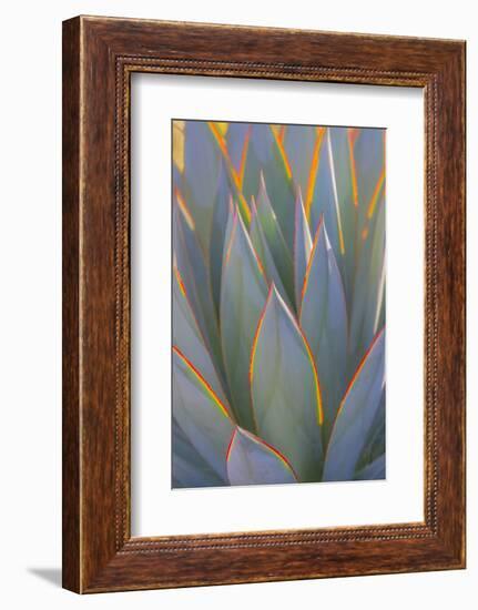 USA, California, Morro Bay. Backlit agave leaves.-Jaynes Gallery-Framed Photographic Print