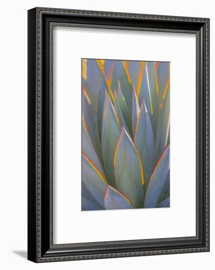 USA, California, Morro Bay. Backlit agave leaves.-Jaynes Gallery-Framed Photographic Print