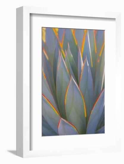 USA, California, Morro Bay. Backlit agave leaves.-Jaynes Gallery-Framed Photographic Print