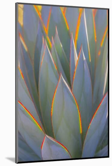 USA, California, Morro Bay. Backlit agave leaves.-Jaynes Gallery-Mounted Photographic Print