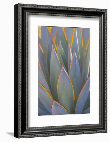 USA, California, Morro Bay. Backlit agave leaves.-Jaynes Gallery-Framed Photographic Print