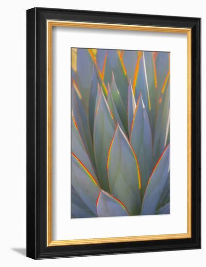 USA, California, Morro Bay. Backlit agave leaves.-Jaynes Gallery-Framed Photographic Print