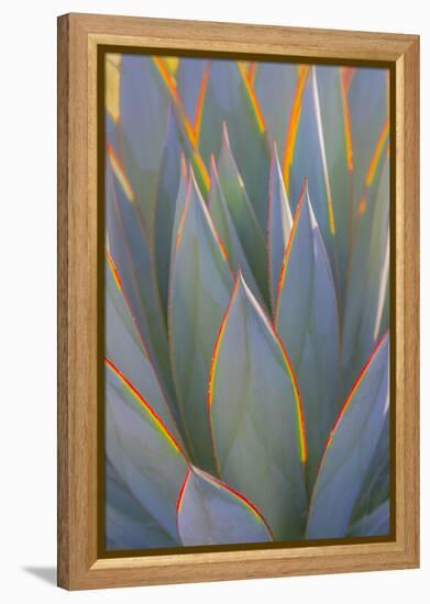 USA, California, Morro Bay. Backlit agave leaves.-Jaynes Gallery-Framed Premier Image Canvas