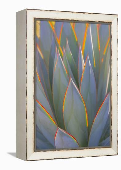 USA, California, Morro Bay. Backlit agave leaves.-Jaynes Gallery-Framed Premier Image Canvas