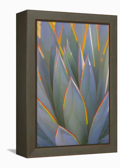 USA, California, Morro Bay. Backlit agave leaves.-Jaynes Gallery-Framed Premier Image Canvas