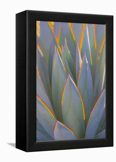 USA, California, Morro Bay. Backlit agave leaves.-Jaynes Gallery-Framed Premier Image Canvas