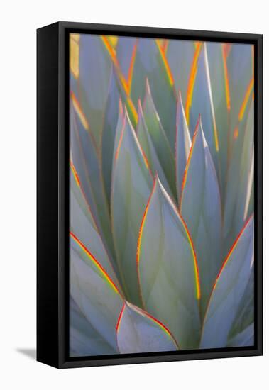 USA, California, Morro Bay. Backlit agave leaves.-Jaynes Gallery-Framed Premier Image Canvas