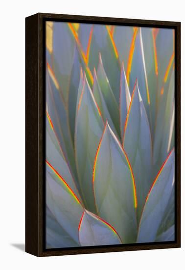 USA, California, Morro Bay. Backlit agave leaves.-Jaynes Gallery-Framed Premier Image Canvas