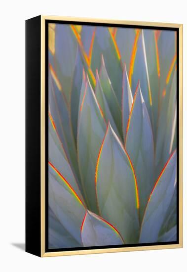 USA, California, Morro Bay. Backlit agave leaves.-Jaynes Gallery-Framed Premier Image Canvas