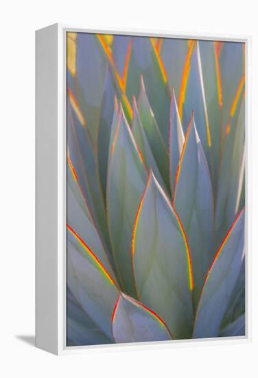 USA, California, Morro Bay. Backlit agave leaves.-Jaynes Gallery-Framed Premier Image Canvas