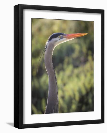 USA, California, Morro Bay State Park. Great blue heron close-up.-Jaynes Gallery-Framed Photographic Print