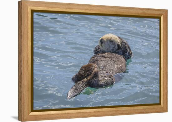 USA, California, Morro Bay State Park. Sea Otter mother resting on water.-Jaynes Gallery-Framed Premier Image Canvas