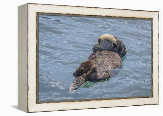 USA, California, Morro Bay State Park. Sea Otter mother resting on water.-Jaynes Gallery-Framed Premier Image Canvas