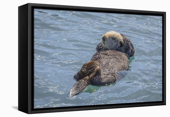 USA, California, Morro Bay State Park. Sea Otter mother resting on water.-Jaynes Gallery-Framed Premier Image Canvas