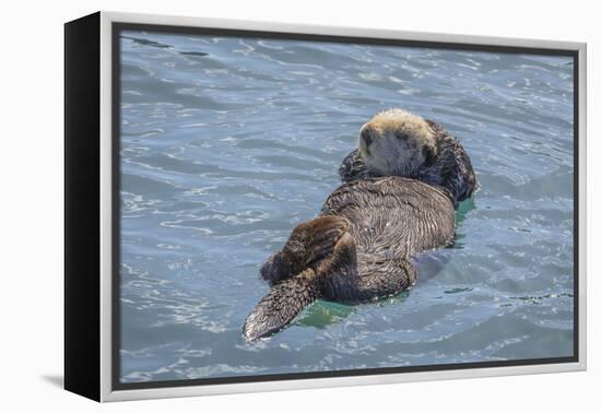 USA, California, Morro Bay State Park. Sea Otter mother resting on water.-Jaynes Gallery-Framed Premier Image Canvas