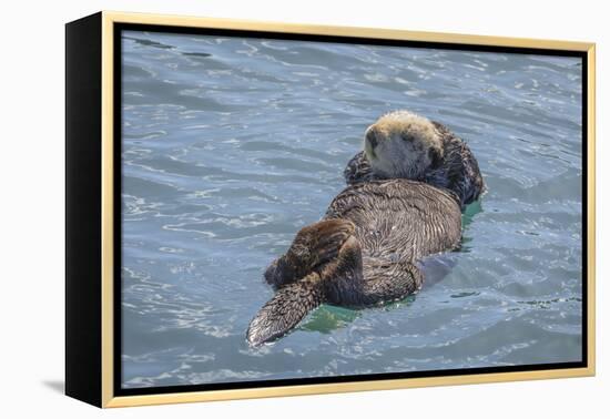 USA, California, Morro Bay State Park. Sea Otter mother resting on water.-Jaynes Gallery-Framed Premier Image Canvas